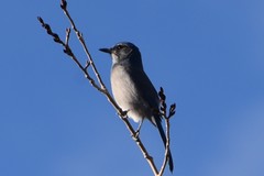 Aphelocoma woodhouseii