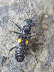 Dianous nitidulus