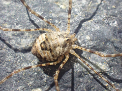 Leptobunus