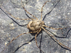 Leptobunus