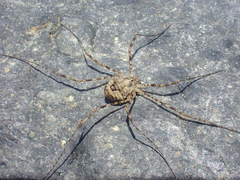 Leptobunus