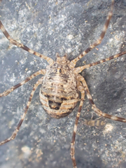 Leptobunus