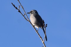 Aphelocoma woodhouseii