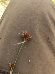 Rhynchospora chalarocephala