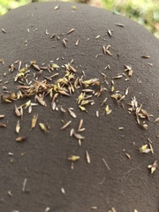 Rhynchospora chalarocephala