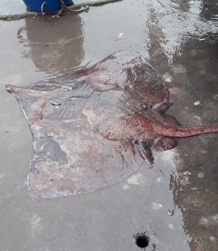 Roughskin skate (Dipturus trachyderma) — Rajidae