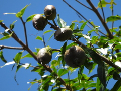 Lafoensia punicifolia image