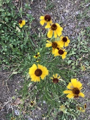 Helenium amarum badium