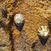 photo of Variegated Limpet (Cellana tramoserica)