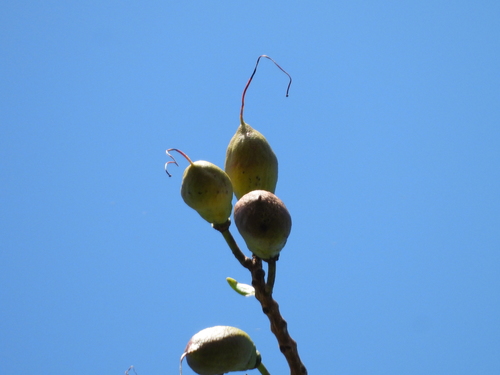 Lafoensia punicifolia, photograph 5