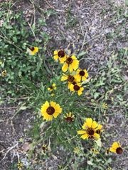 Helenium amarum badium