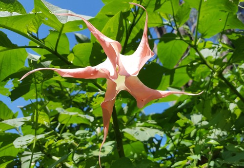 Brugmansia insignis