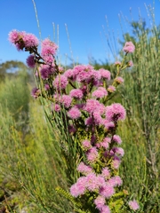 Kunzea capitata