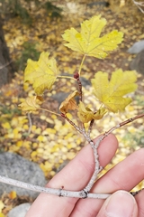 Acer glabrum var. glabrum