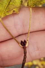 Acer glabrum glabrum