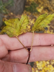 Acer glabrum glabrum