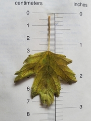 Acer glabrum glabrum
