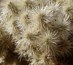 Cylindropuntia chuckwallensis
