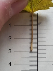 Acer glabrum glabrum