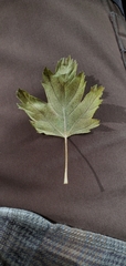 Acer glabrum glabrum