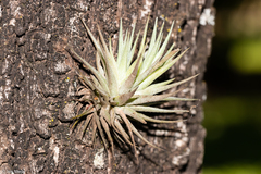 Tillandsia pohliana