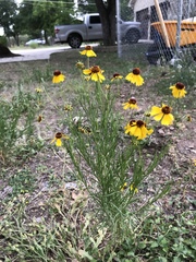 Helenium amarum badium