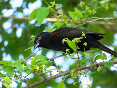 Icterus pyrrhopterus