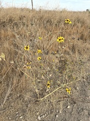 Helianthus niveus