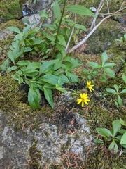 Arnica amplexicaulis