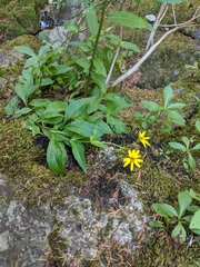 Arnica amplexicaulis