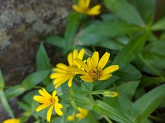 Arnica amplexicaulis