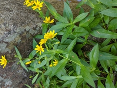 Arnica amplexicaulis