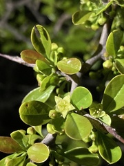 Condalia buxifolia