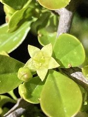 Condalia buxifolia