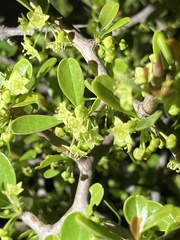 Condalia buxifolia
