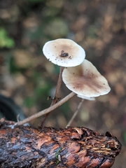 Strobilurus occidentalis