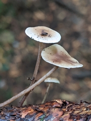 Strobilurus occidentalis