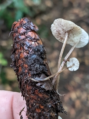 Strobilurus occidentalis