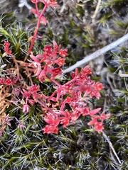 Crassula drummondii