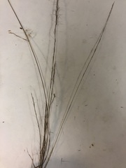 Aristida virgata