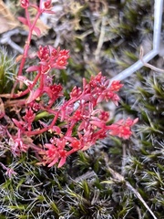 Crassula drummondii