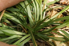 Carex abscondita