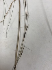 Aristida virgata