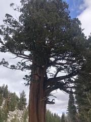 Sequoiadendron giganteum