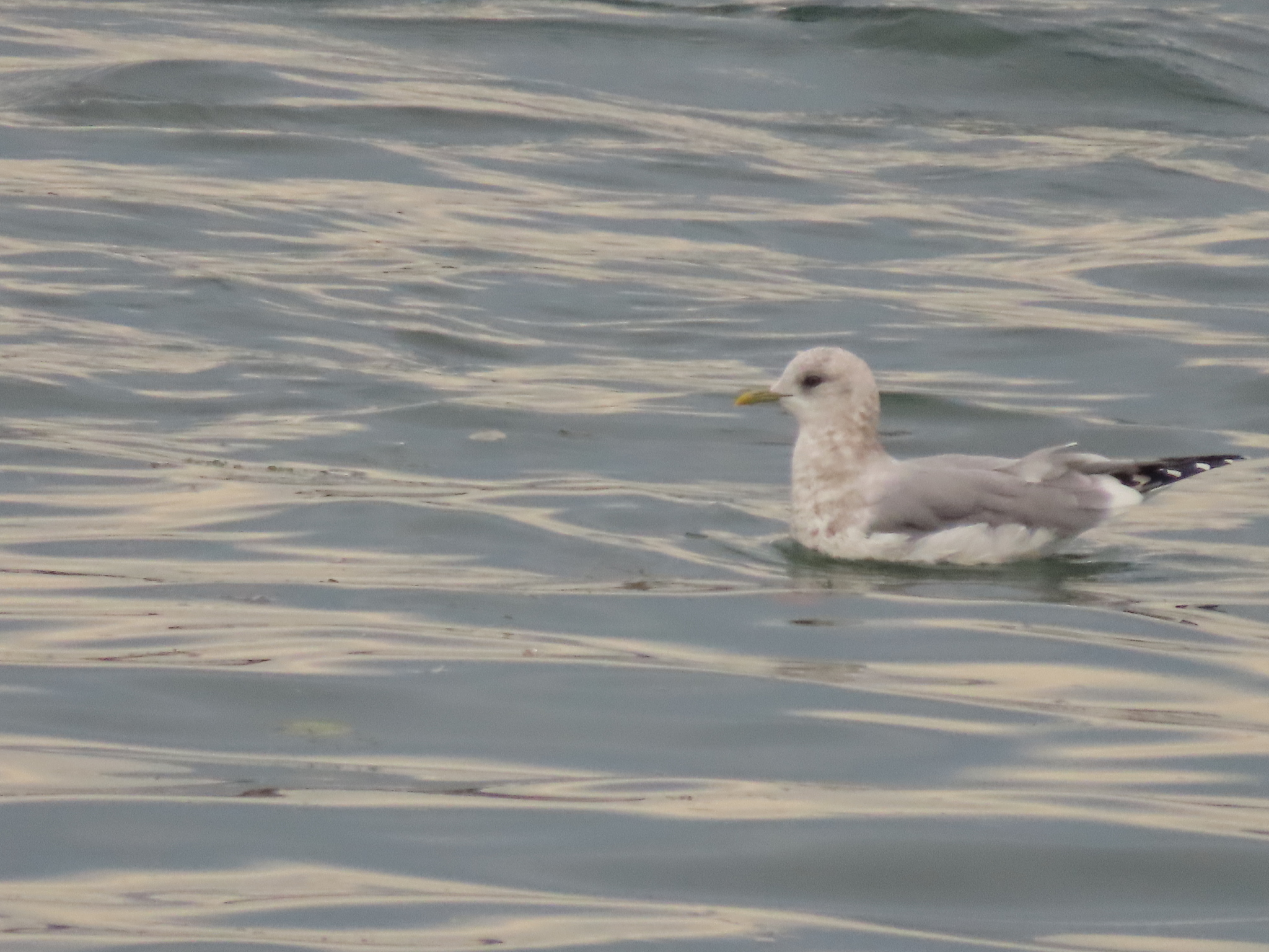 Short-billed Gull