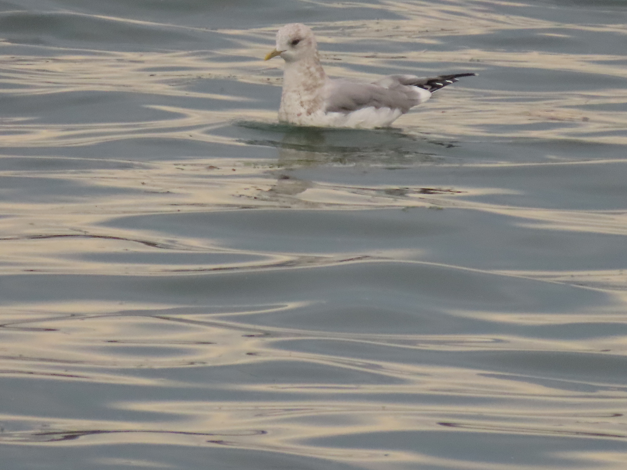 Short-billed Gull
