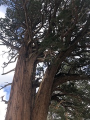Sequoiadendron giganteum