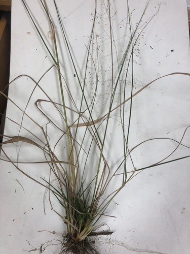 tiny lovegrass (Eragrostis capillaris)