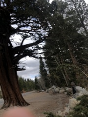 Sequoiadendron giganteum