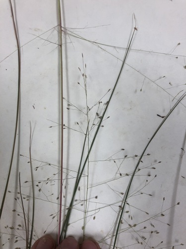 Image of Eragrostis capillaris by no rights reserved